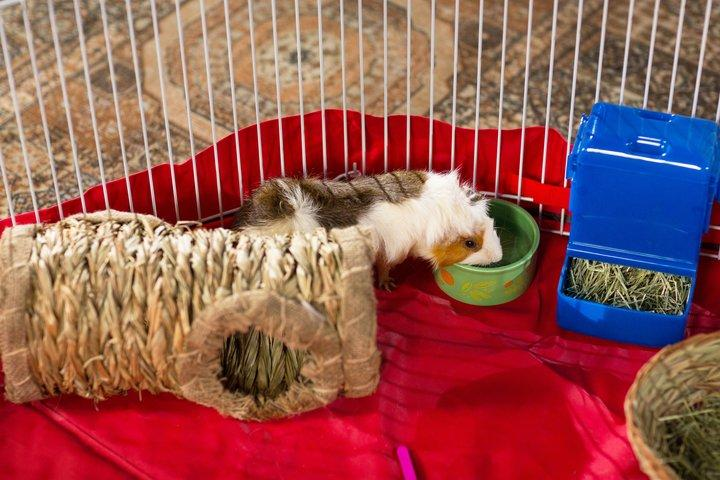Prevue Pet Grass Tunnel 1098 for Guinea Pig,dwarf rabbit,ferret